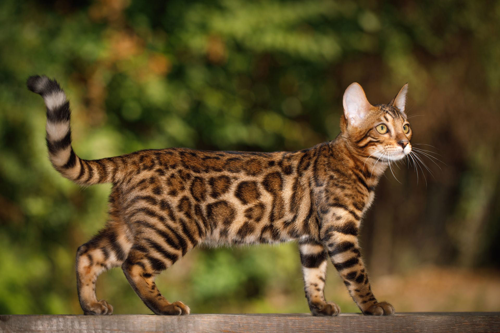 Бенгальская кошка