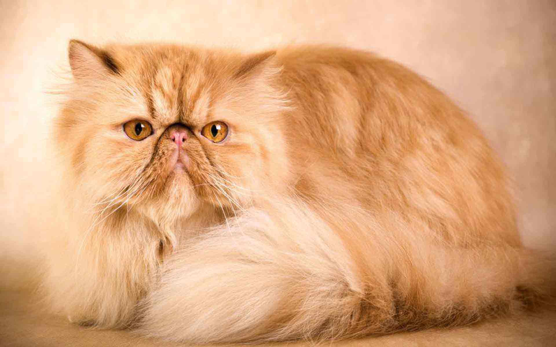 Персидская кошка
